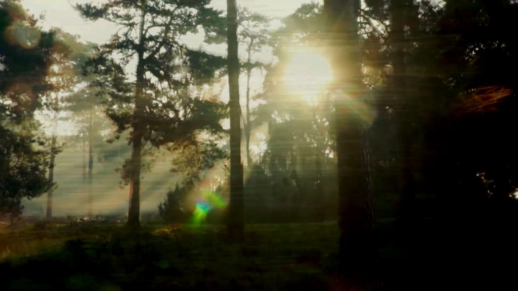 Dewdream
